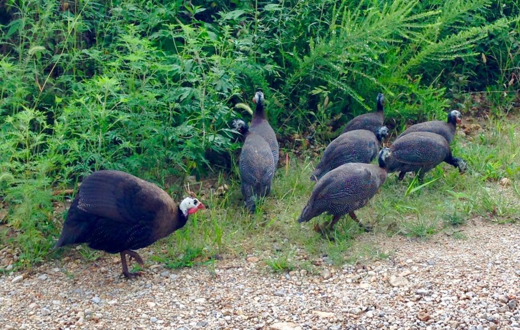 7 Advantages of Keeping Guinea Fowl on Your Homestead – Mother Earth News