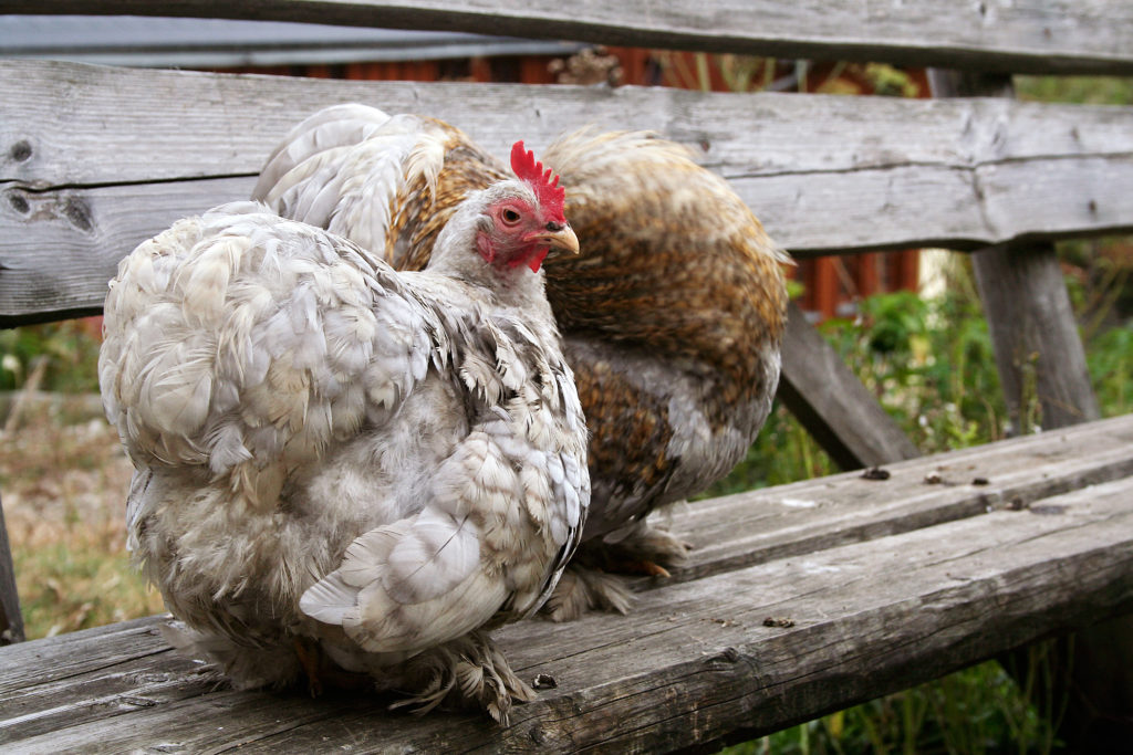 How To Start Raising Laying Hens It S Easy And The Benefits Are
